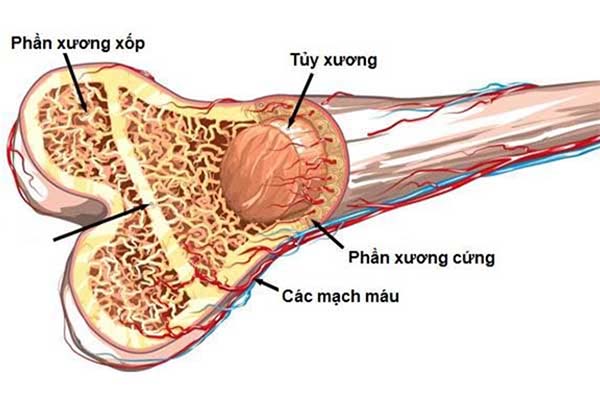 xương dài - Image 3