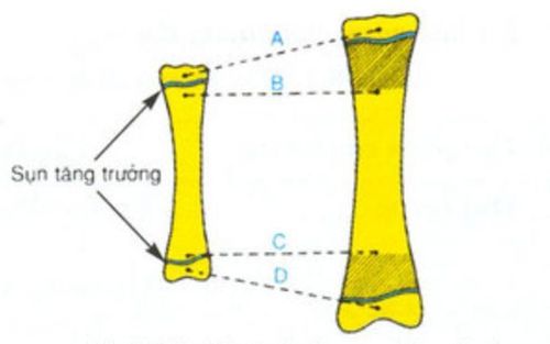 xương dài - Image 4
