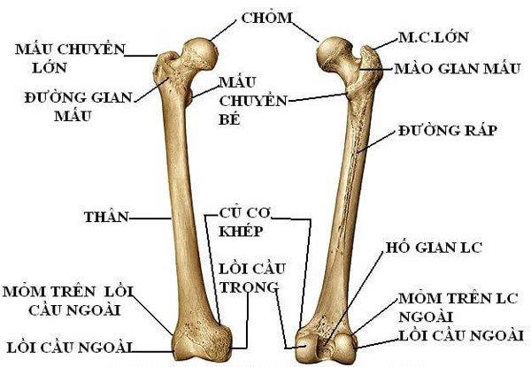 xương đùi - Image 2