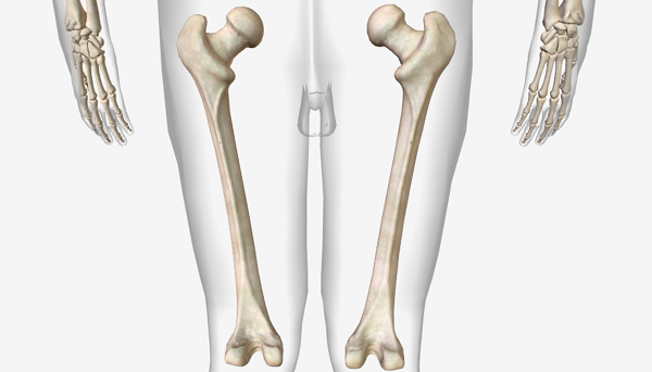 xương đùi - Image 3