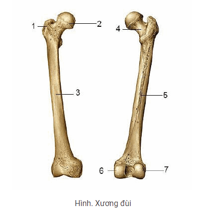 xương đùi - Image 4