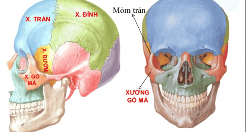 xương gò má - Image 3