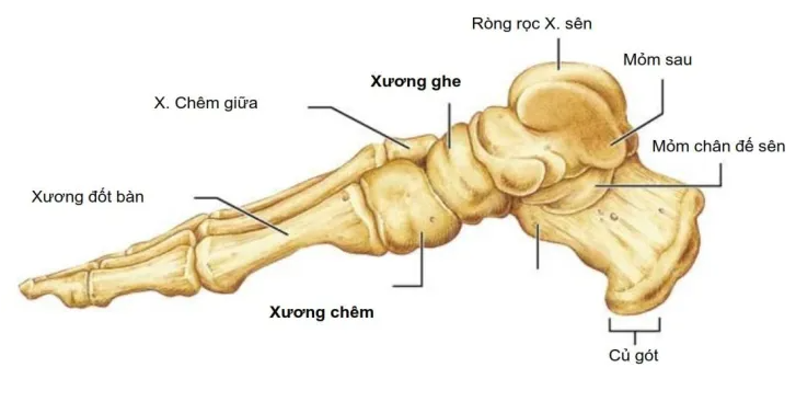 xương gót - Image 2