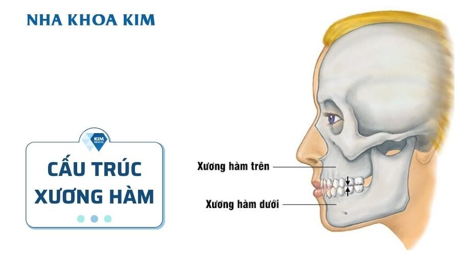 xương hàm - Image 4