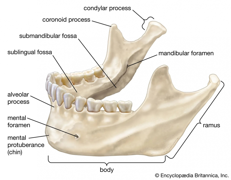 xương hàm dưới - Image 2