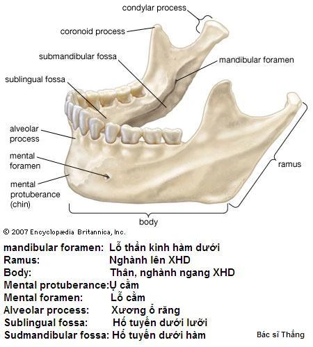 xương hàm dưới - Image 3