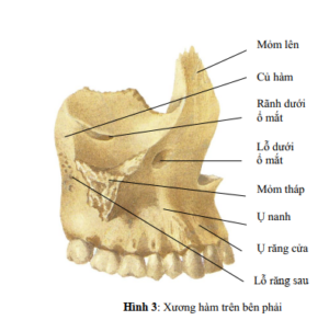 xương hàm trên