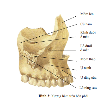 xương hàm trên
