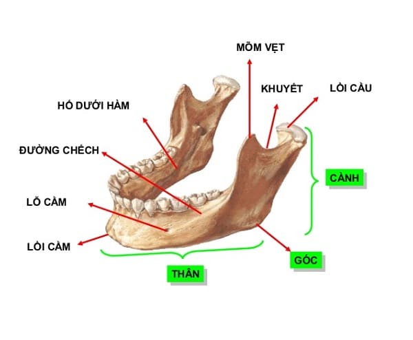 xương hàm