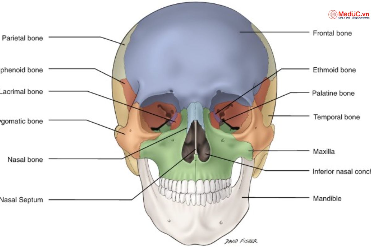 xương mặt - Image 2