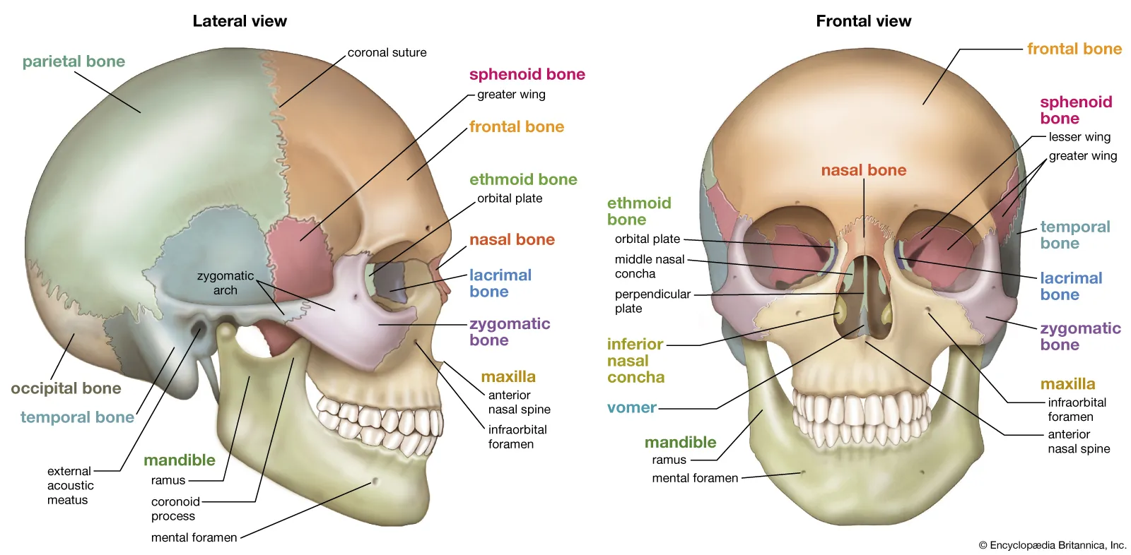 xương mặt - Image 4
