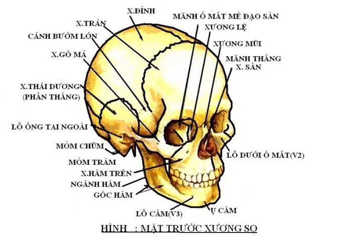 xương mặt - Image 5