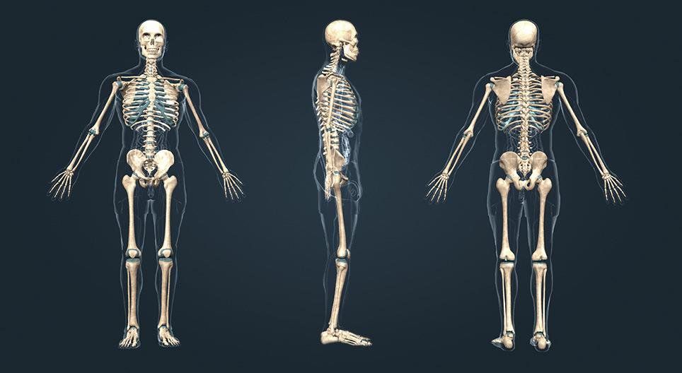 xương nào dài nhất trong cơ thể người - Image 3