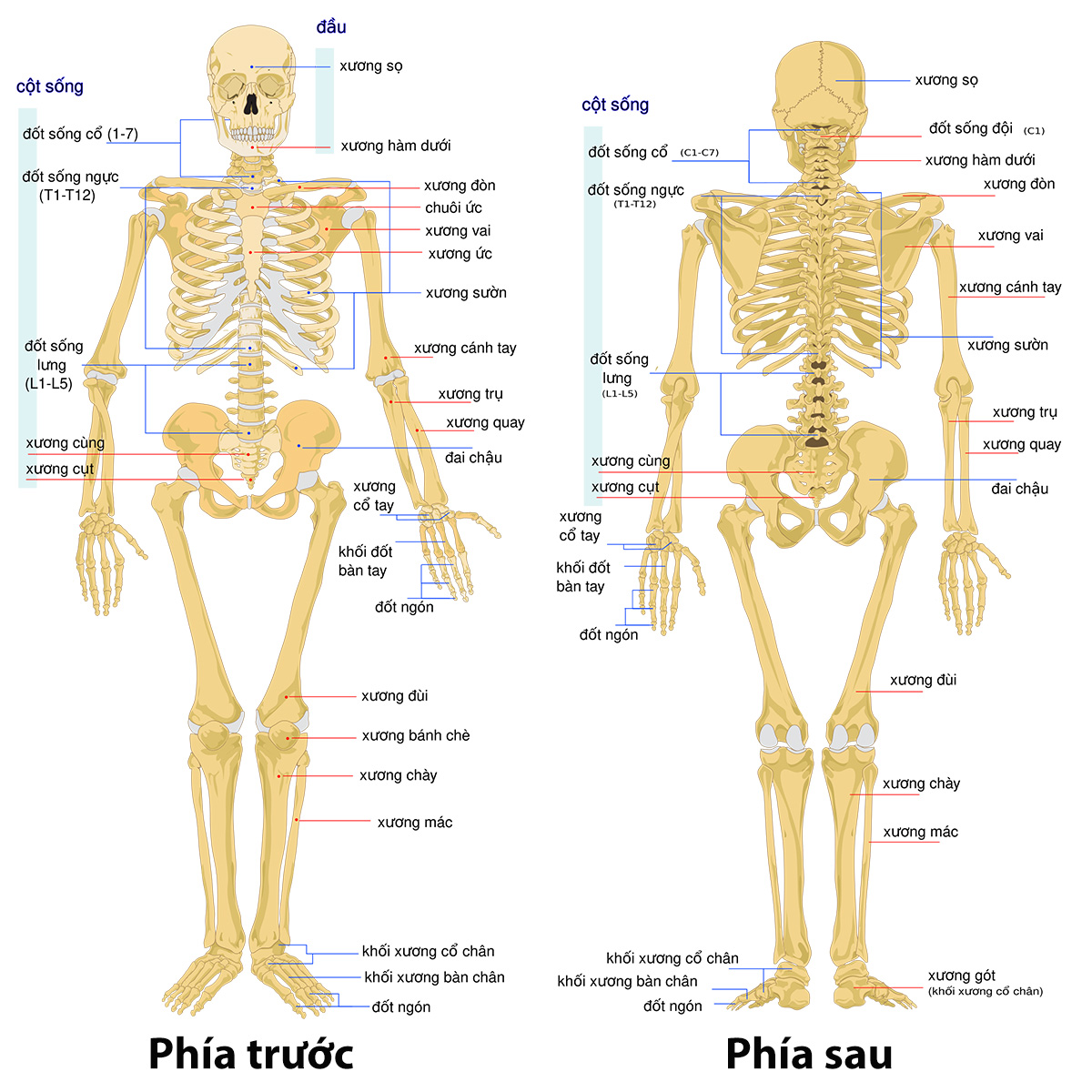 xương nào dài nhất trong cơ thể người - Image 5