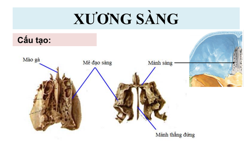 xương sàng - Image 2