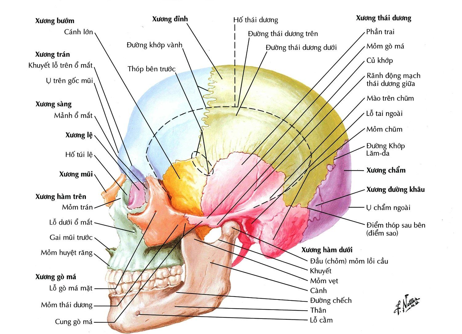 xương sàng - Image 3