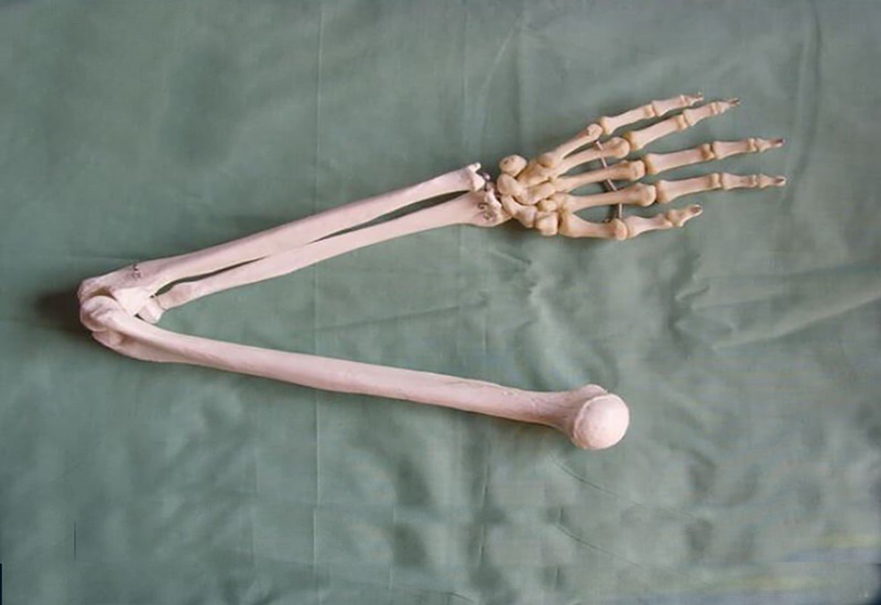 xương tay người - Image 4