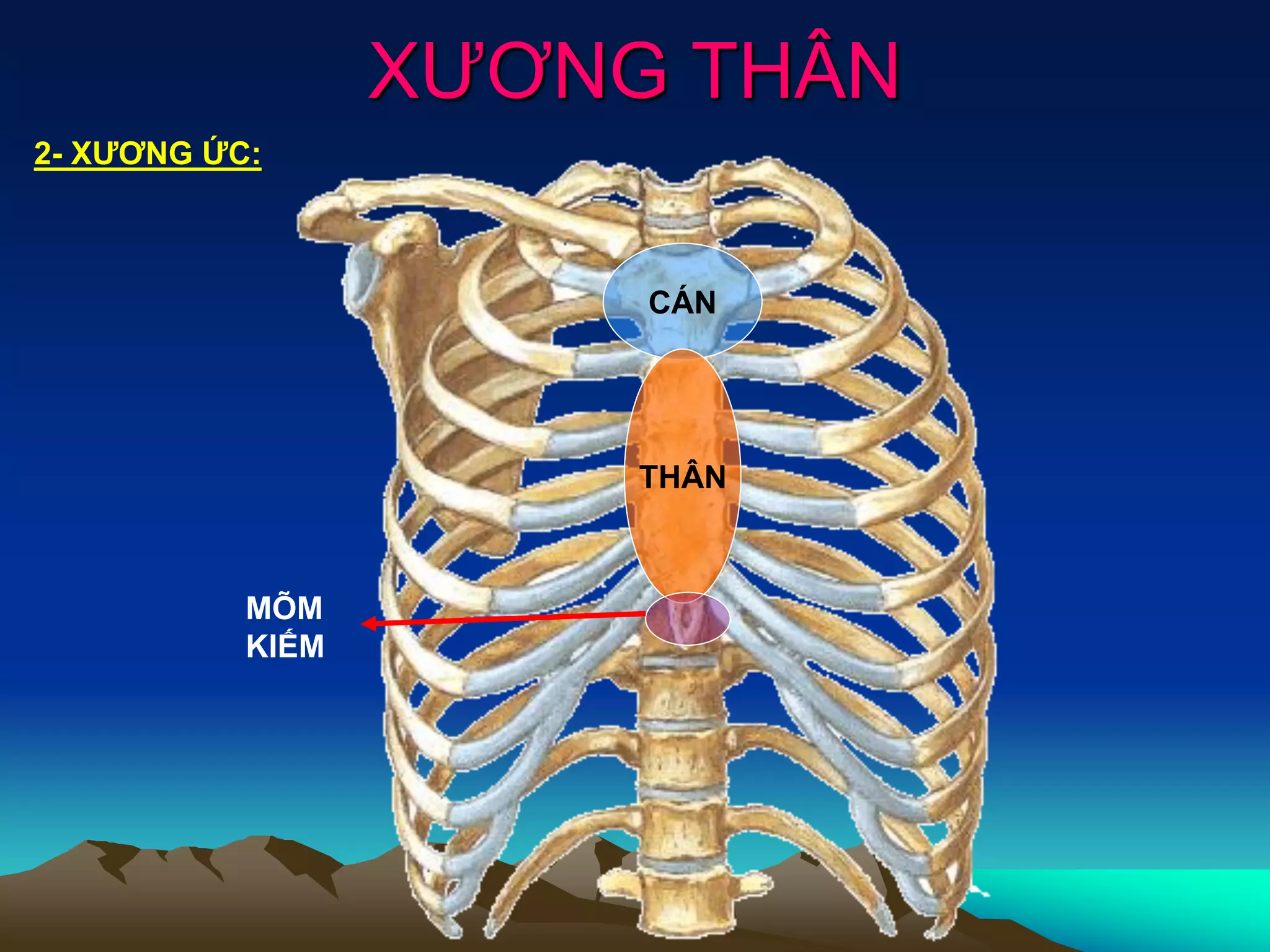 xương thân - Image 3