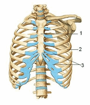 xương thân - Image 4