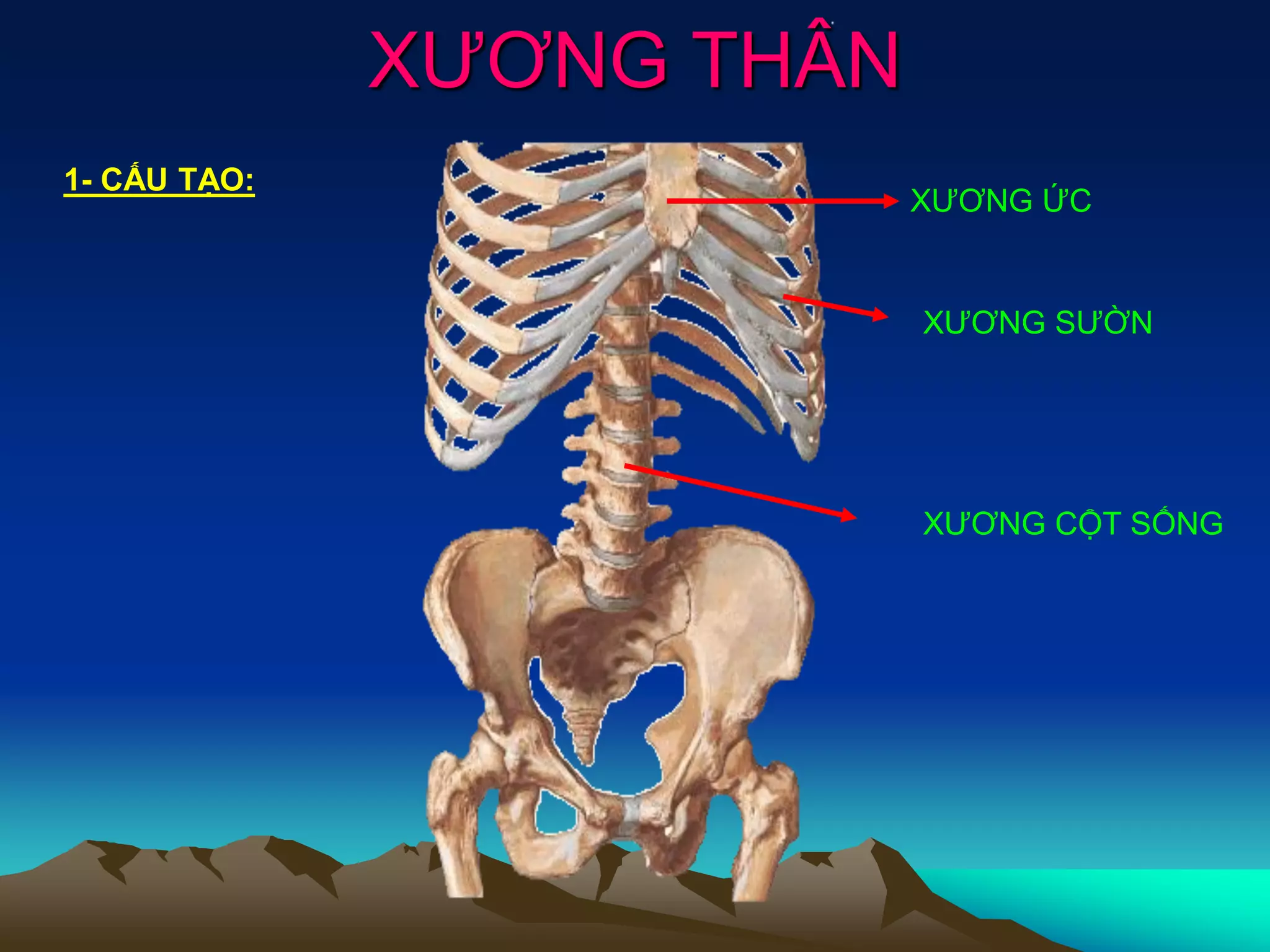 xương thân - Image 1