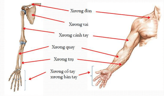 xương trụ - Image 2