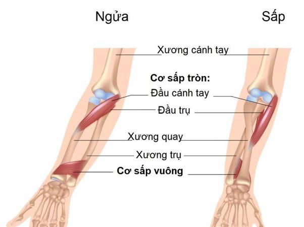 xương trụ - Image 4