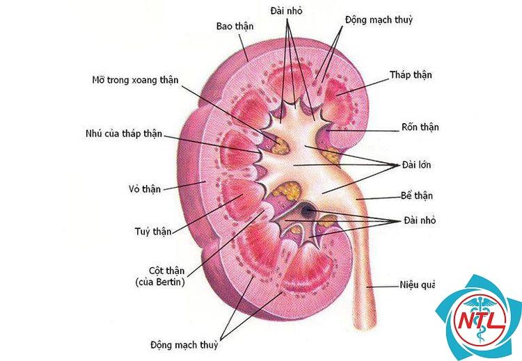 nang xoang thận