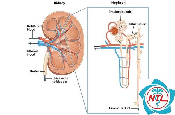 rối loạn chức năng ống thận