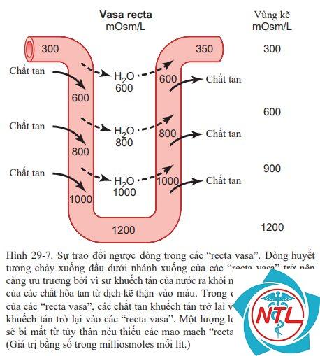 rối loạn cô đặc nước tiểu - Image 2