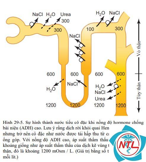 rối loạn cô đặc nước tiểu - Image 5