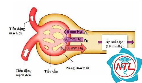 rối loạn phospho do bệnh thận - Image 4