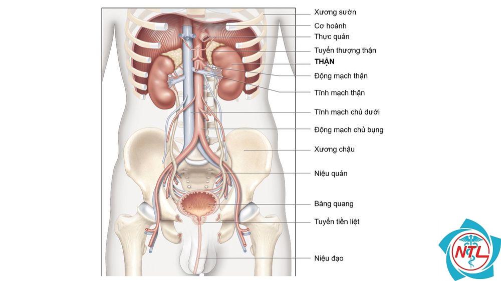 thận chậu - Image 2