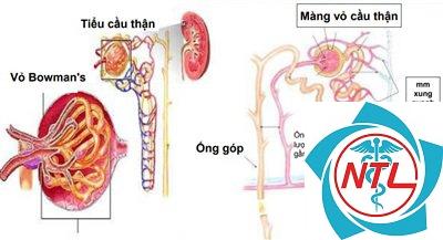 toan hóa ống thận - Image 4